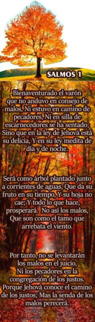 pergamino-grande-05